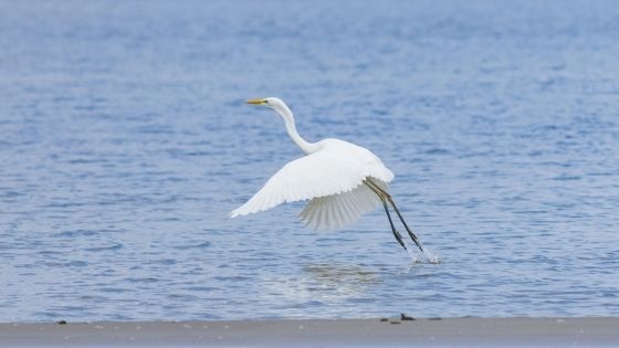 Sarasota-Manatee Birdwatching